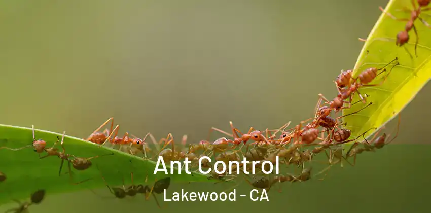  Ant Control Lakewood - CA