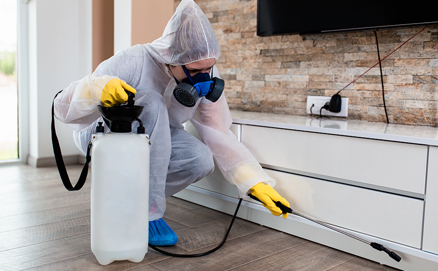 Our Proven Flea Infestation Treatment in Lakewood