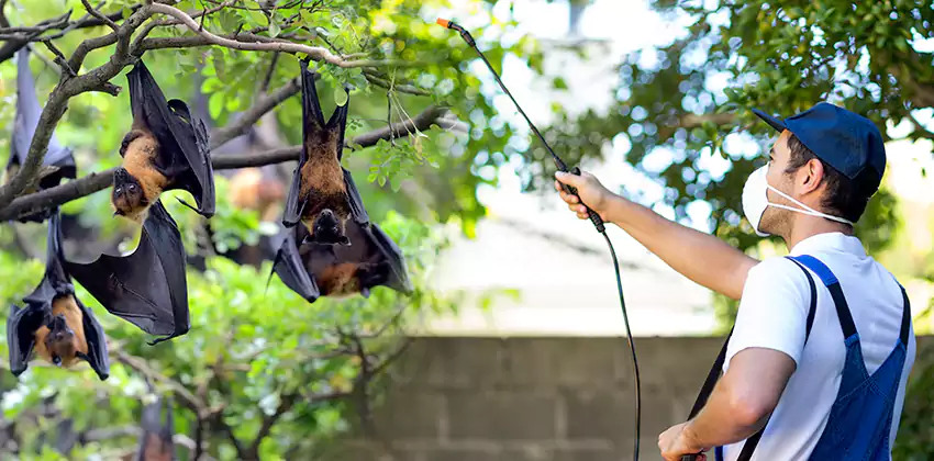 bat-exterminator in Lakewood, CA