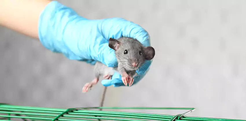Mice Control for Children and Pets in Lakewood, CA