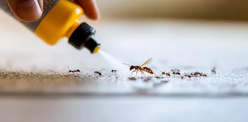 Pest Extermination for Bedrooms in Lakewood, CA