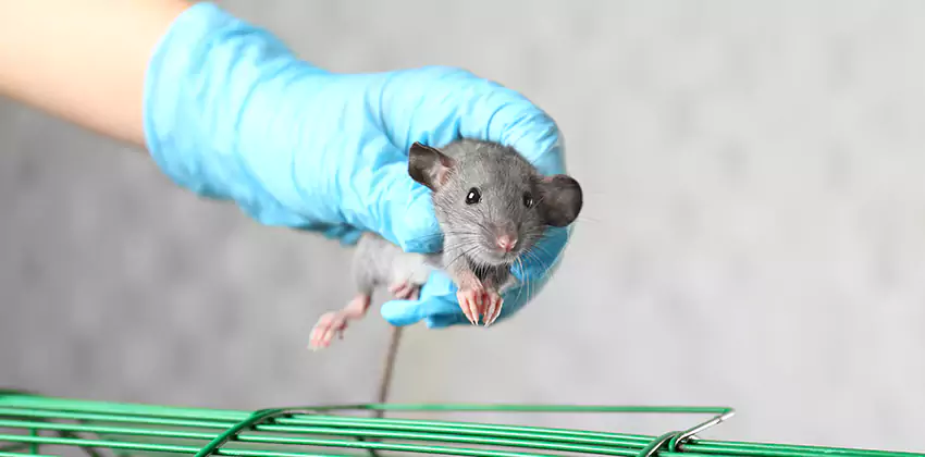 Rodent Control for Families with Children & Pets in Lakewood, CA