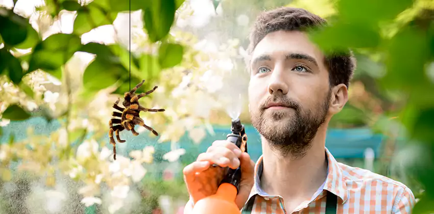 spider-exterminator in Lakewood, CA