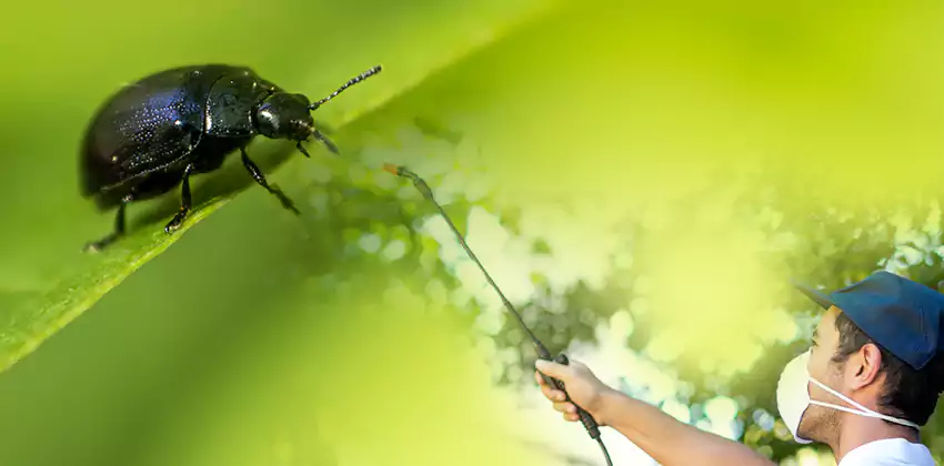 tick-control in Lakewood, CA