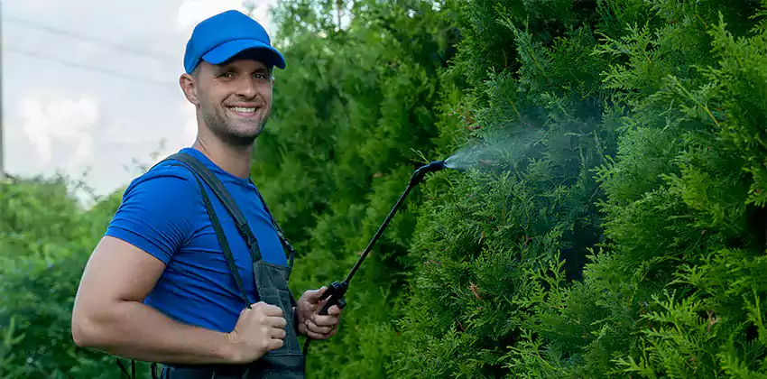 wasp-pest-control in Lakewood, CA