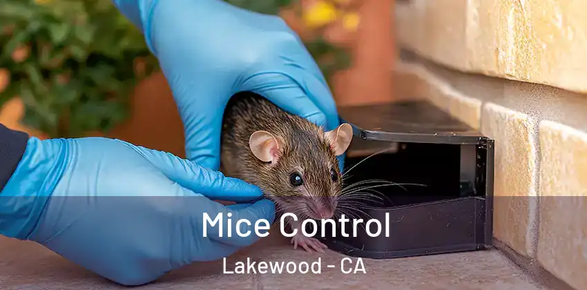  Mice Control Lakewood - CA