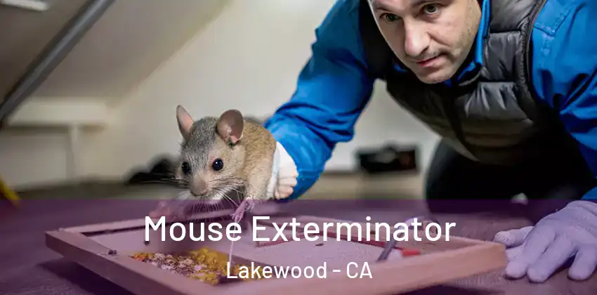  Mouse Exterminator Lakewood - CA