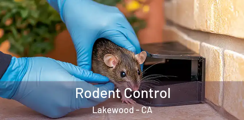  Rodent Control Lakewood - CA