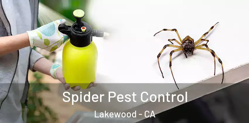  Spider Pest Control Lakewood - CA